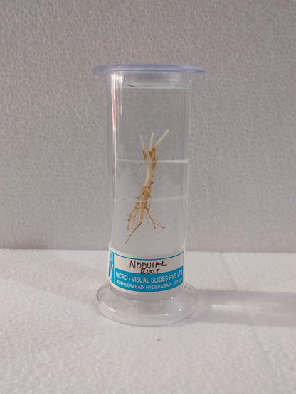 NODULAR ROOT PRESERVED SPECIMEN