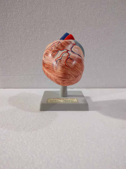 Human Heart Model MED WORLD