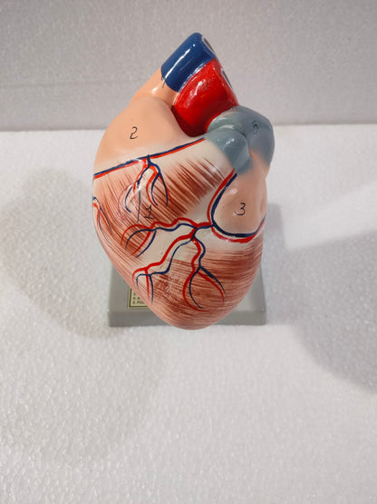 Human Heart Model MED WORLD