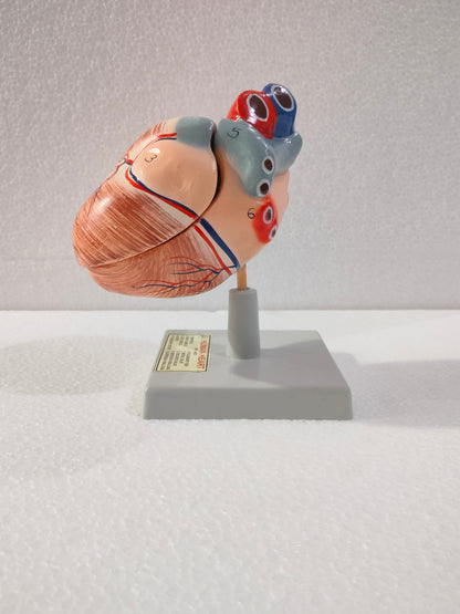 Human Heart Model MED WORLD