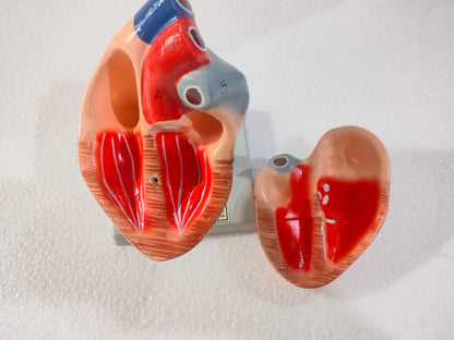 Human Heart Model MED WORLD