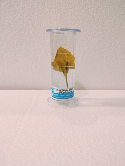 STEM TENDRIL PASSIFLORA PRESERVED SPECIMEN