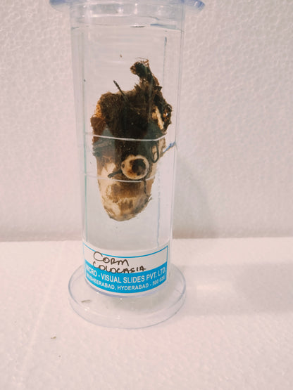 CORM COLOCASIA PRESERVED SPECIMEN
