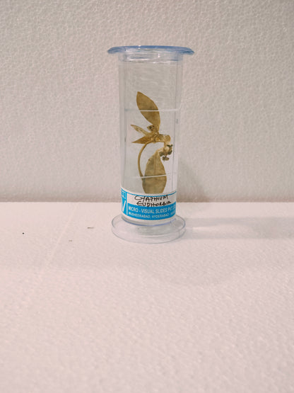 CYATHIUM EUPHORBIA PRESERVED SPECIMEN