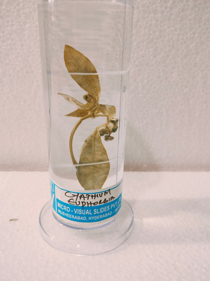 CYATHIUM EUPHORBIA PRESERVED SPECIMEN