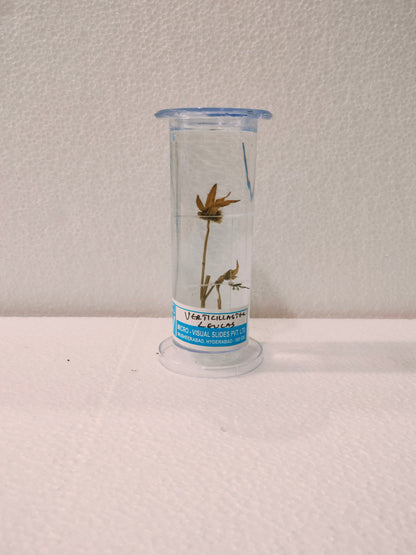verticillaster leucas Preserved Specimen