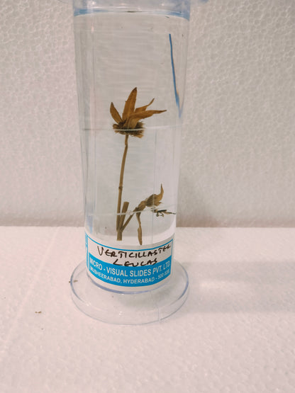 verticillaster leucas Preserved Specimen