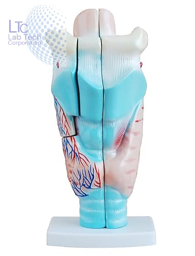 Magnified Human Larynx Model | Premium Quality | Made Of High Quality Non-Toxic PVC