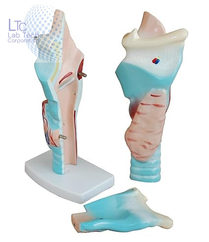 Magnified Human Larynx Model | Premium Quality | Made Of High Quality Non-Toxic PVC