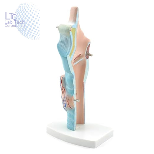 Magnified Human Larynx Model | Premium Quality | Made Of High Quality Non-Toxic PVC