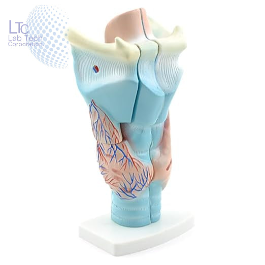 Magnified Human Larynx Model | Premium Quality | Made Of High Quality Non-Toxic PVC