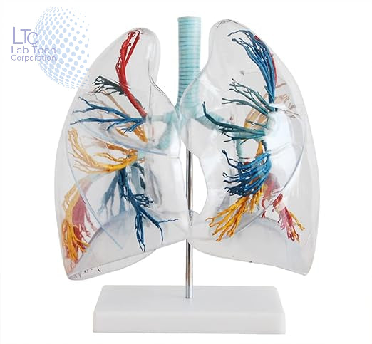 Transparent Lung Segment Anatomical Model