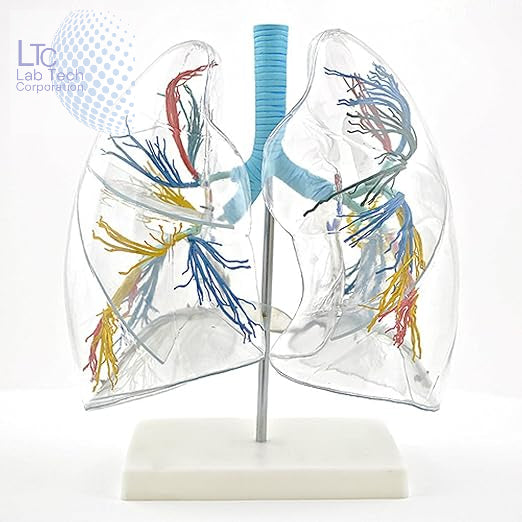 Transparent Lung Segment Anatomical Model