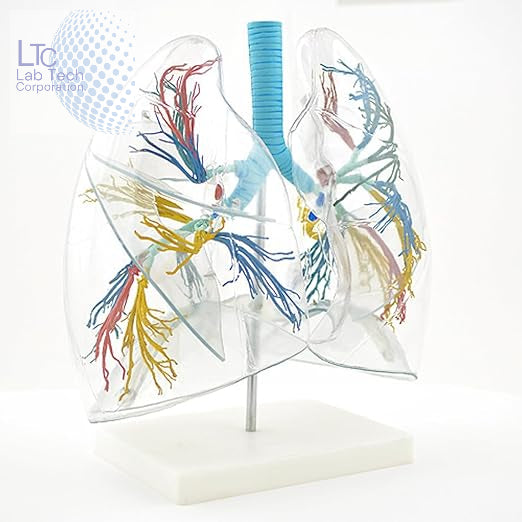 Transparent Lung Segment Anatomical Model