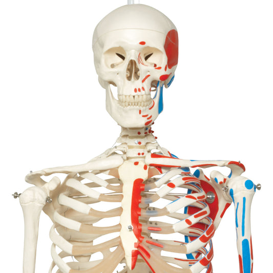 HUMAN SKELETON MALE WITH MUSCLES &LIGAMENTS LIFE - SIZE (TALL 180 cms)