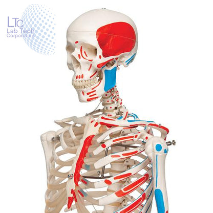 HUMAN SKELETON MALE WITH MUSCLES &LIGAMENTS LIFE - SIZE (TALL 180 cms)