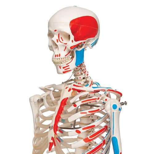 HUMAN SKELETON MALE WITH MUSCLES &LIGAMENTS LIFE - SIZE (TALL 180 cms)