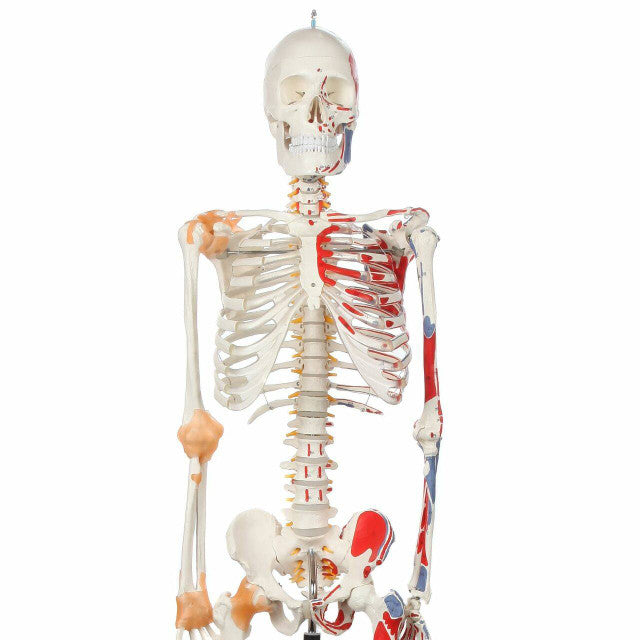 HUMAN SKELETON MALE WITH MUSCLES &LIGAMENTS LIFE - SIZE (TALL 180 cms)