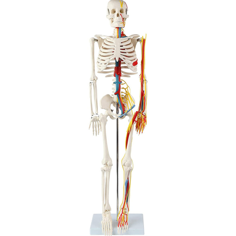HUMAN SKELITON WITH NERVES AND BLOOD VESSELS 85 CM TALL – M/S LAB TECH ...