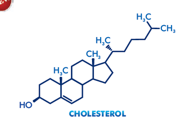 MOLECULAR MODEL SET - CHOLESTEROL (C H O)