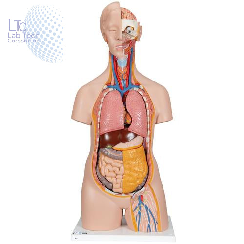 Human Torso Model (85cm Tall) With 23 Removable Parts | Made Up Of Unbreakable Non-Toxic PVC Plastic | Developed By Expert Anatomists