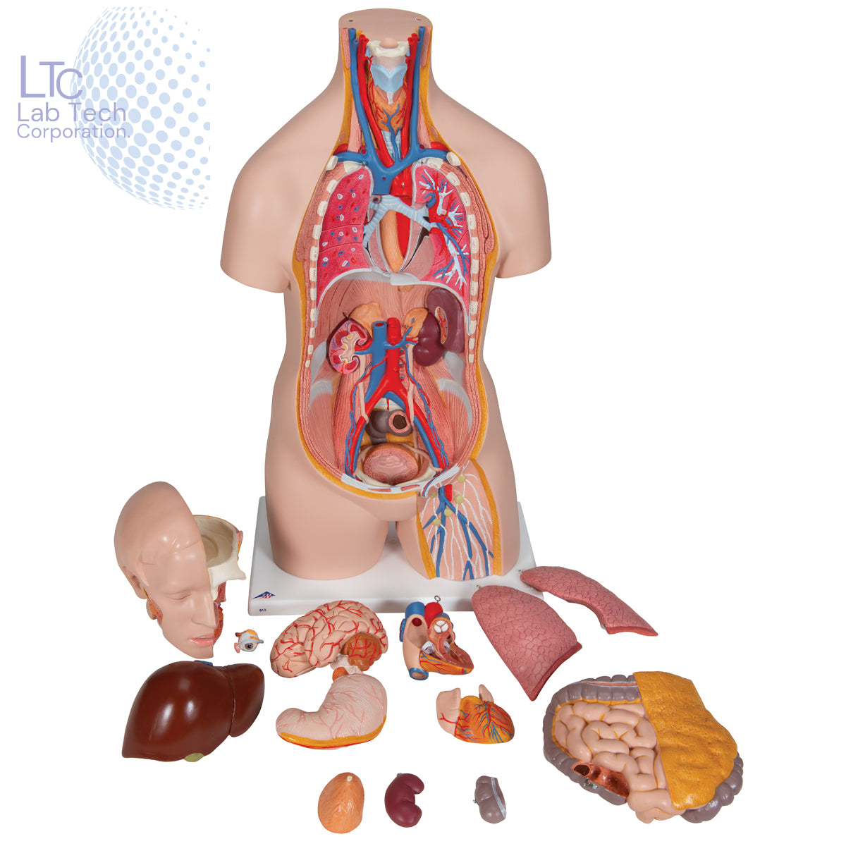 Human Torso Model (85cm Tall) With 23 Removable Parts | Made Up Of Unbreakable Non-Toxic PVC Plastic | Developed By Expert Anatomists