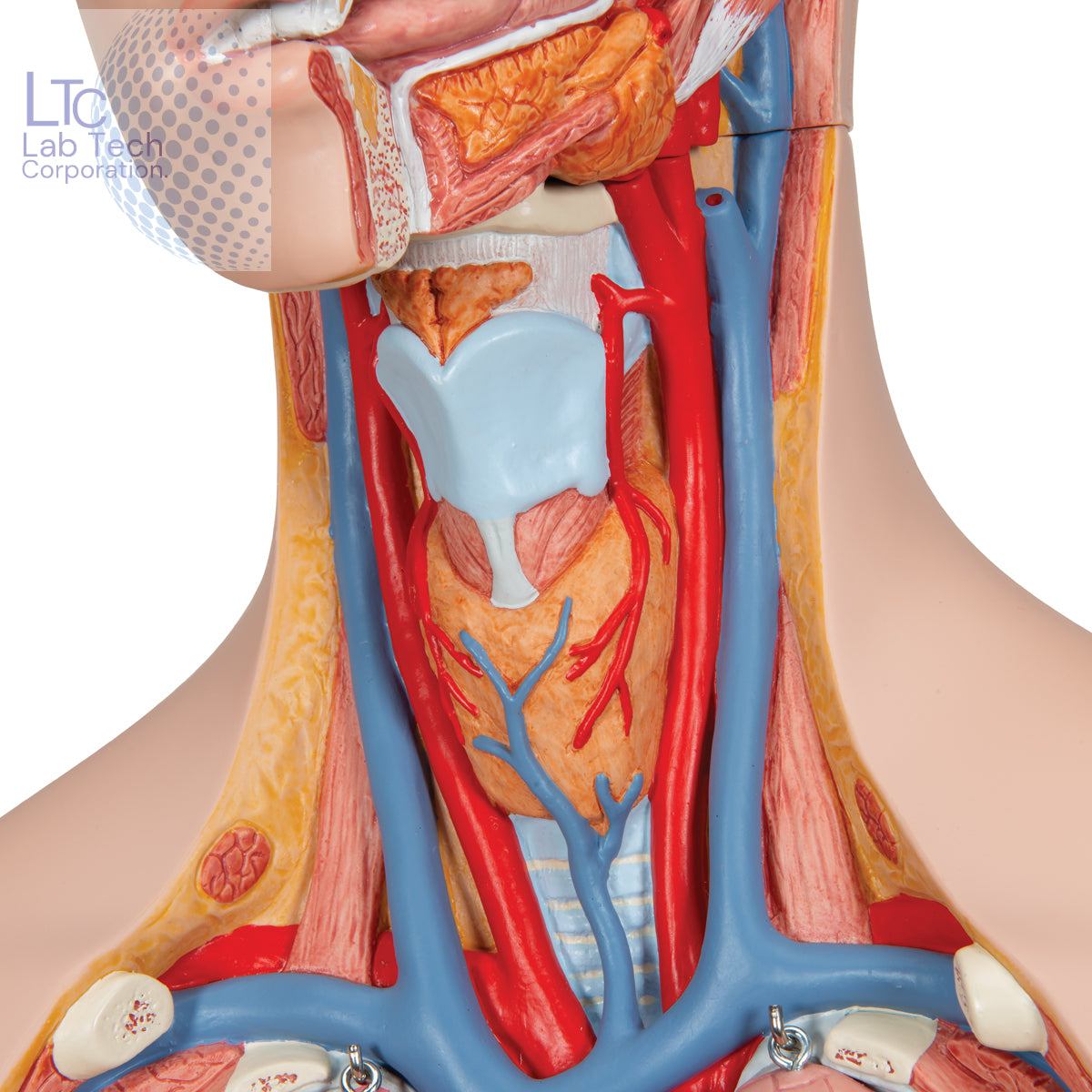 Human Torso Model (85cm Tall) With 23 Removable Parts | Made Up Of Unbreakable Non-Toxic PVC Plastic | Developed By Expert Anatomists