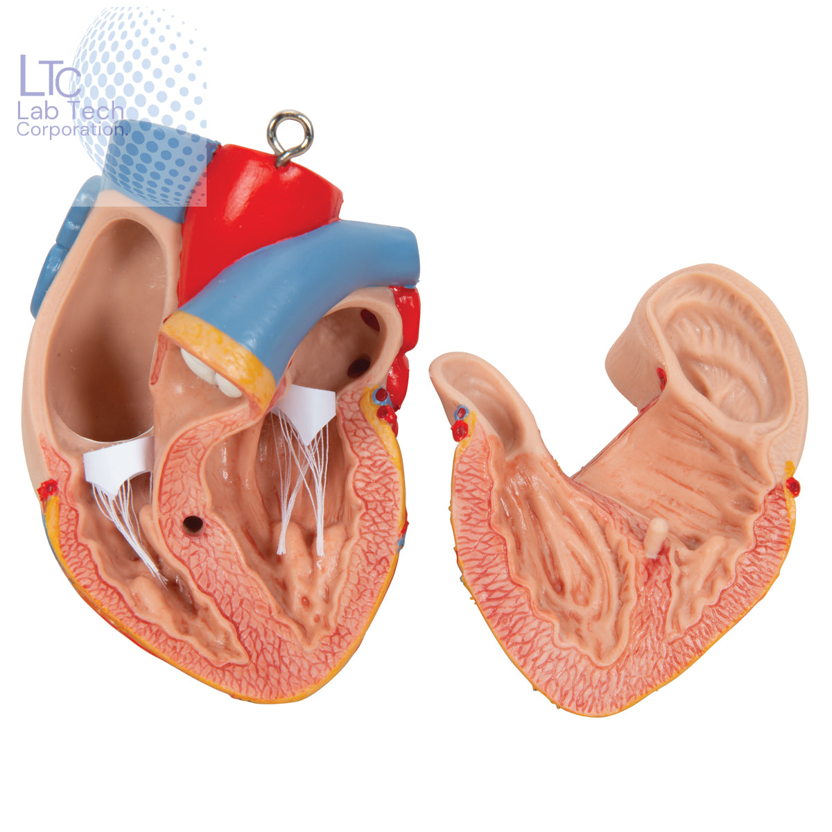 Human Torso Model (85cm Tall) With 23 Removable Parts | Made Up Of Unbreakable Non-Toxic PVC Plastic | Developed By Expert Anatomists