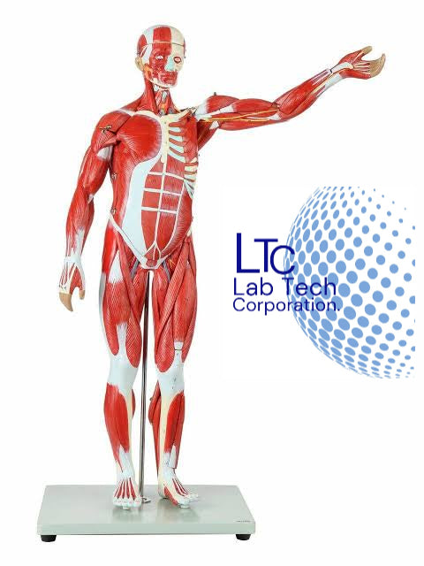 MALE MUSCLE FIGURE WITH INTERNAL ORGANS (TALL 78 CM) LTC