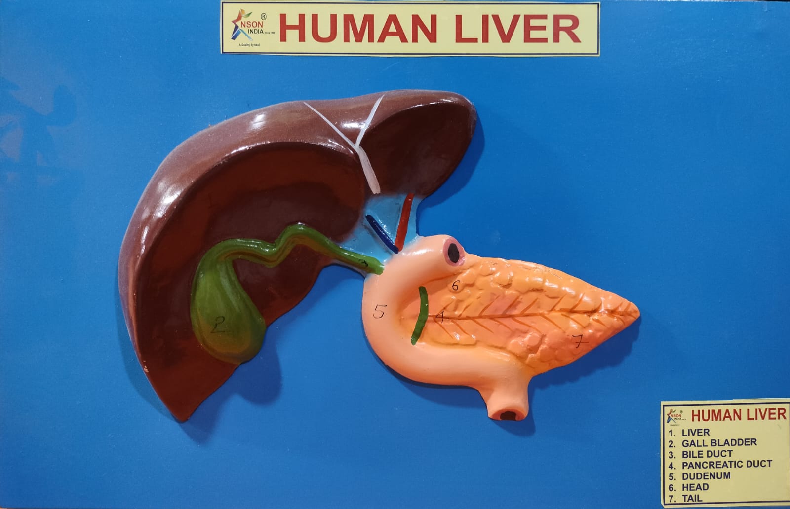 Liver Lab Model Human Liver Model - LTC – M/S LAB TECH CORPORATION