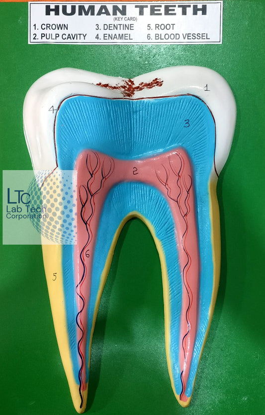 Human Teeth Model LTC