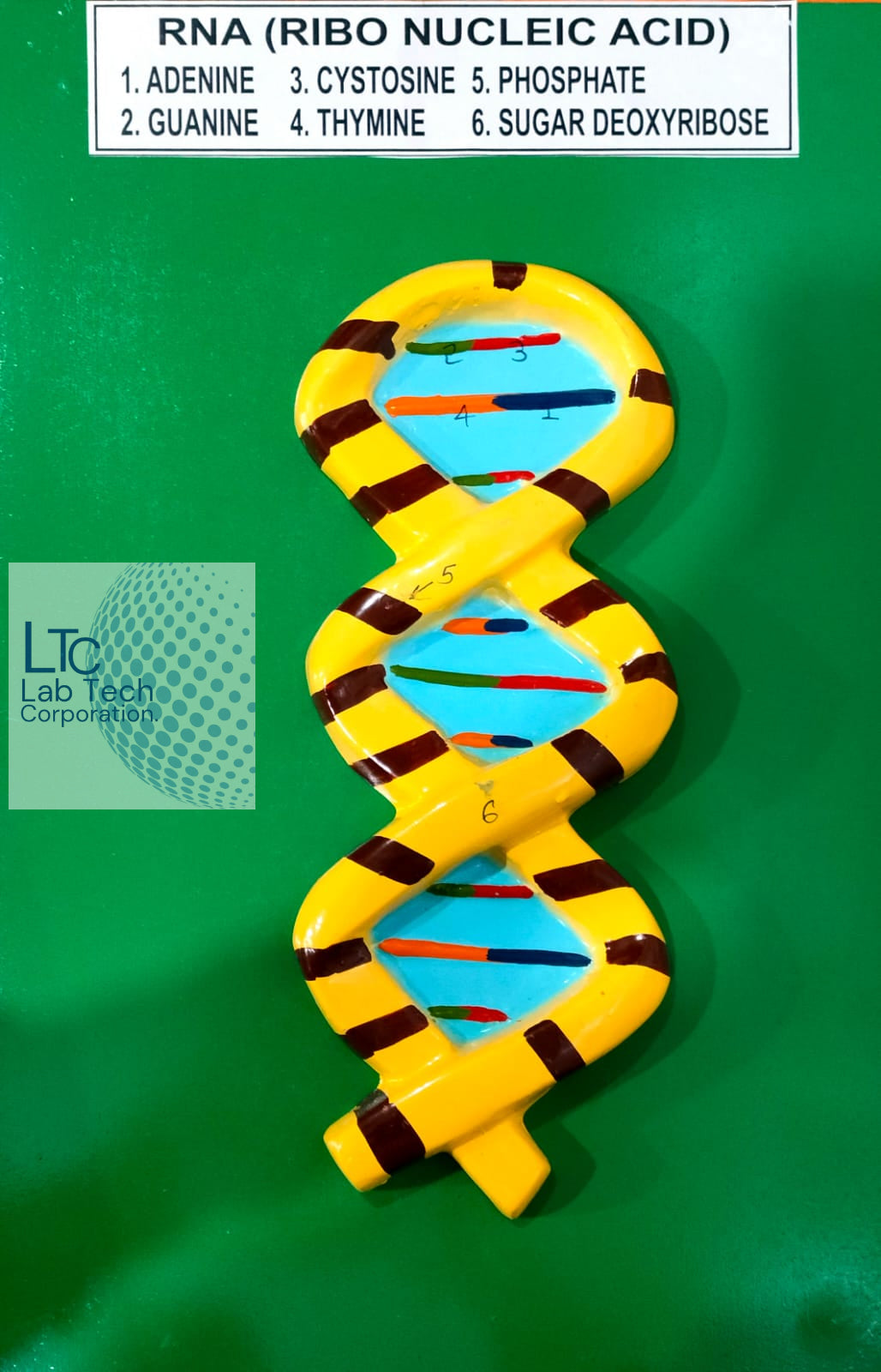 Human RNA Model LTC