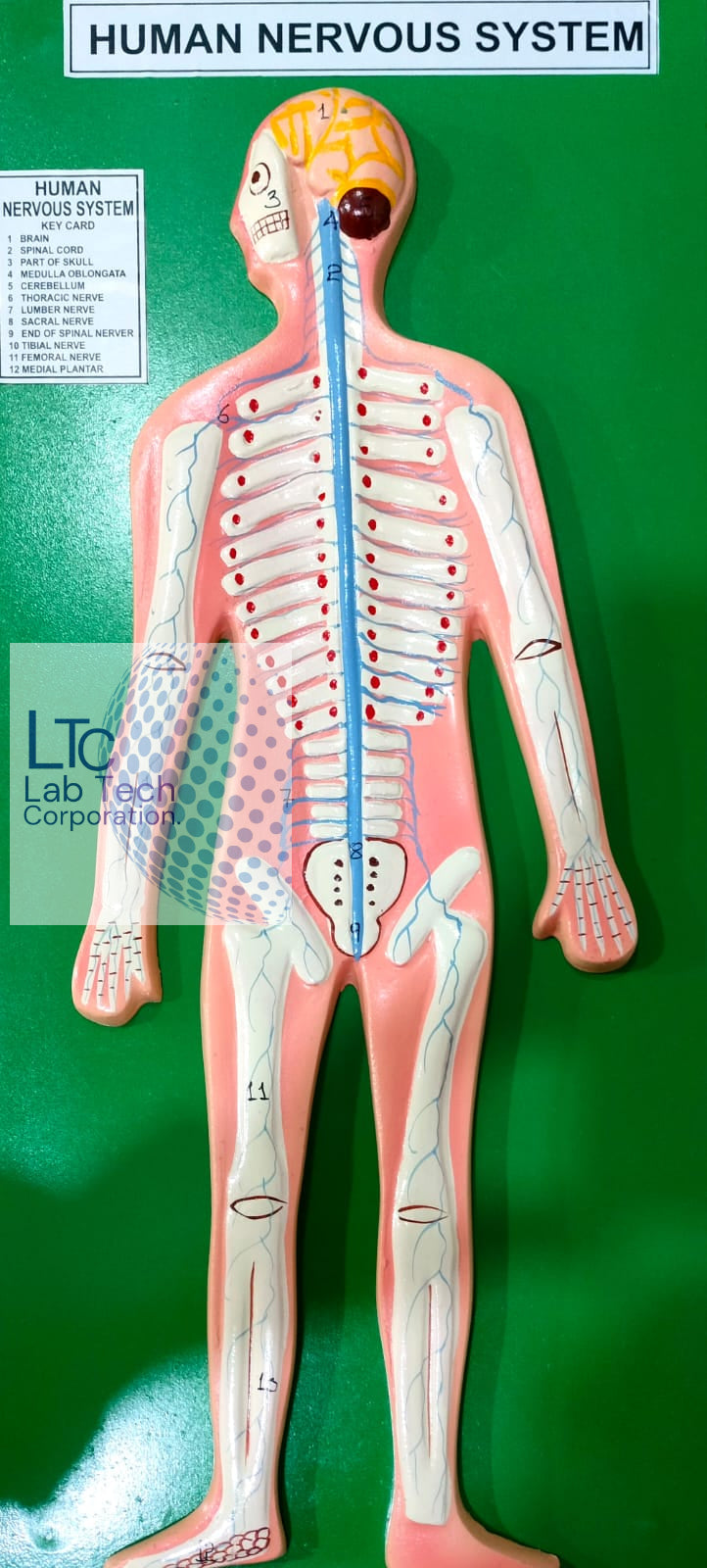 Human Nervous System Model