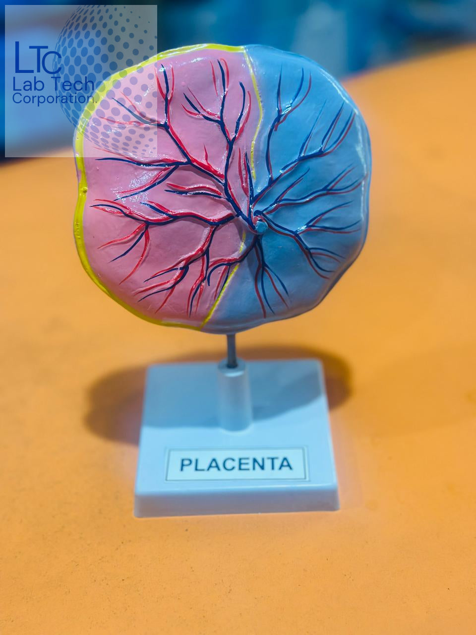 HUMAN PLACENTA MODEL