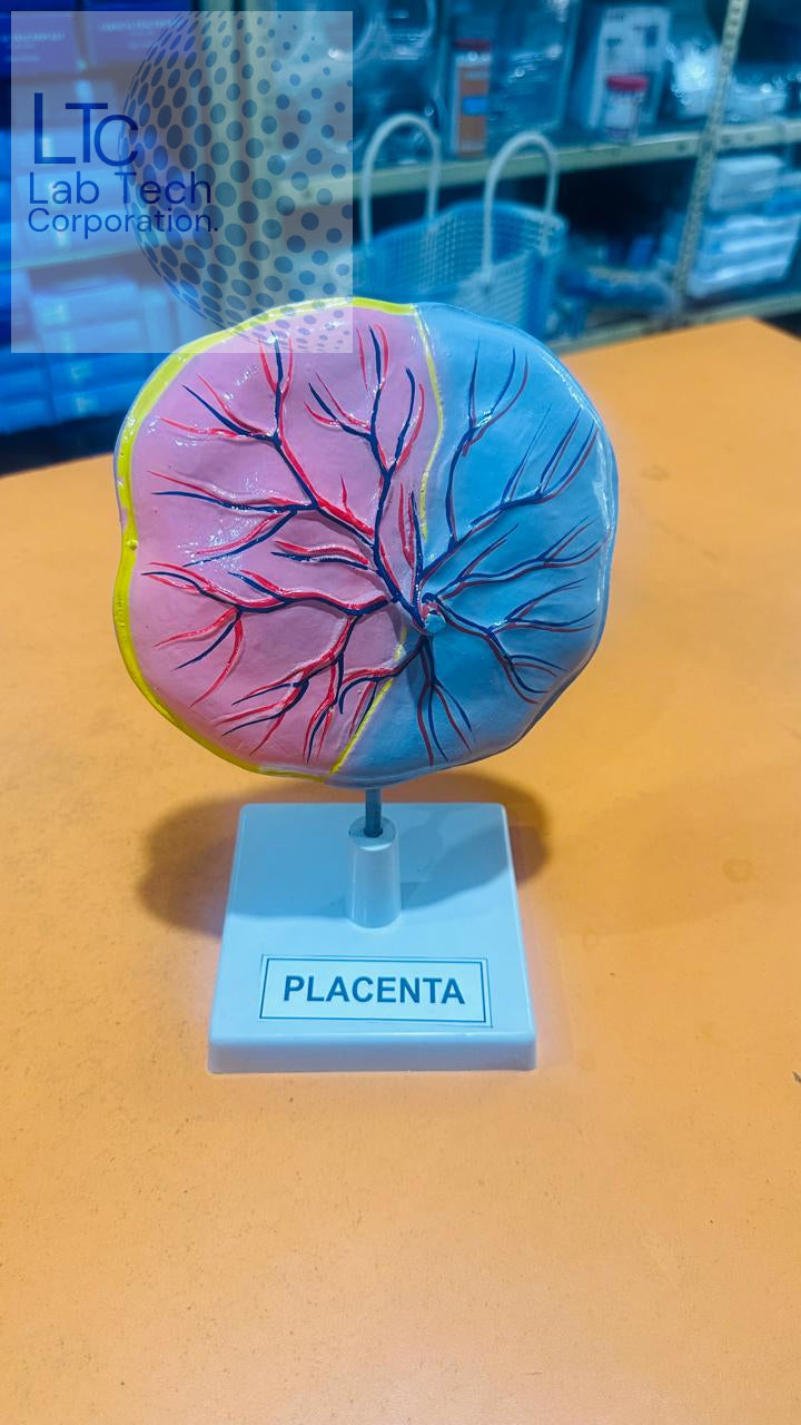 HUMAN PLACENTA MODEL