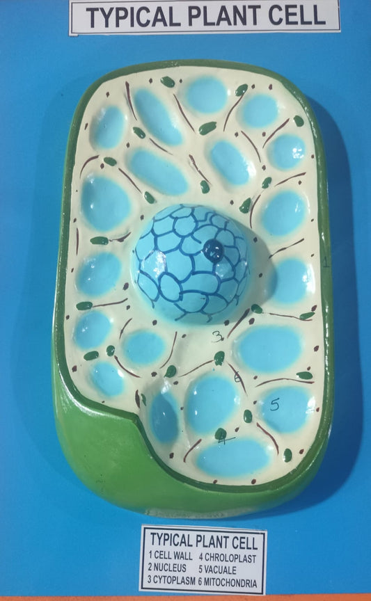 PLANT CELL MODEL