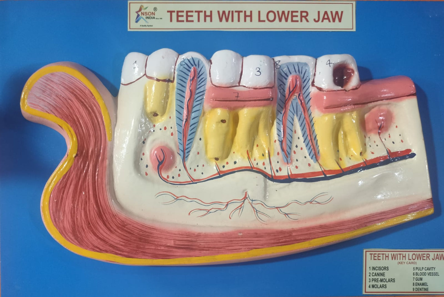 HUMAN TEETH WITH LOWER JAW MODEL