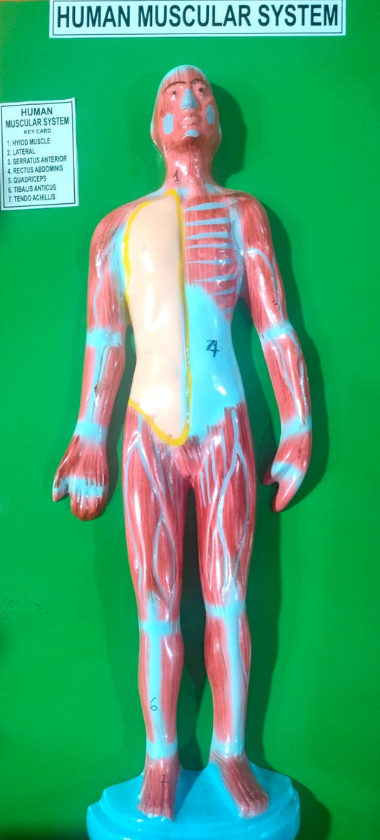 HUMAN MUSCULAR SYSTEM MODEL