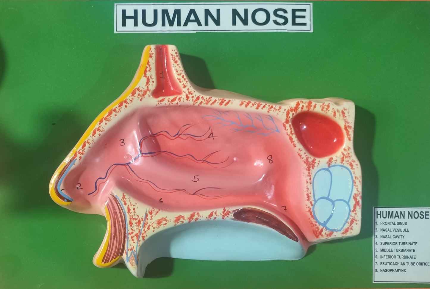 HUMAN NOSE MODEL