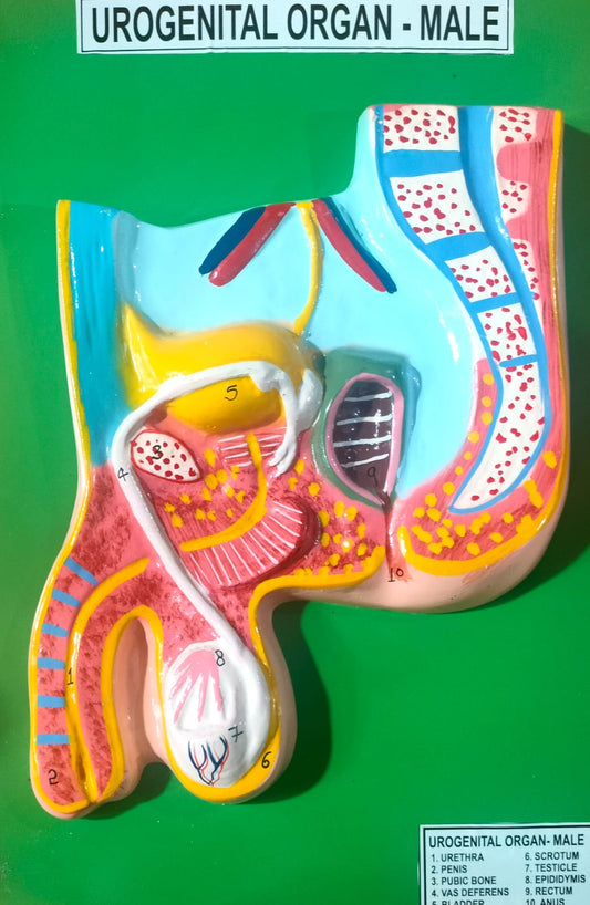 HUMAN MALE UROGENITAL ORGAN MODEL