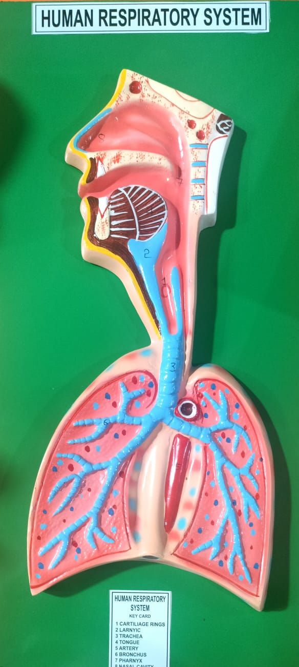 HUMAN RESPIRATORY SYSTEM MODLE – M/S LAB TECH CORPORATION