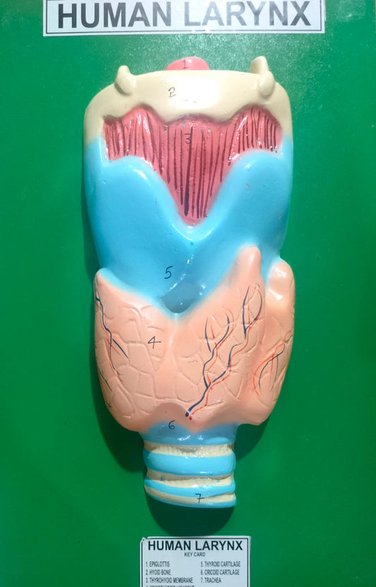 HUMAN LARYNX MODLE