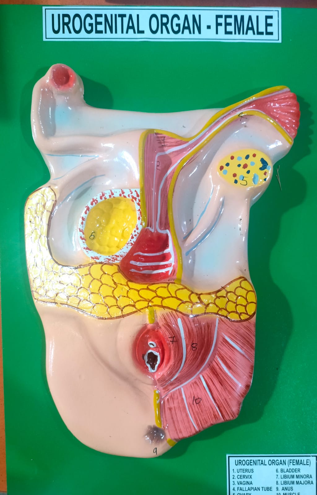 HUMAN FEMALE UROGENITAL ORGAN