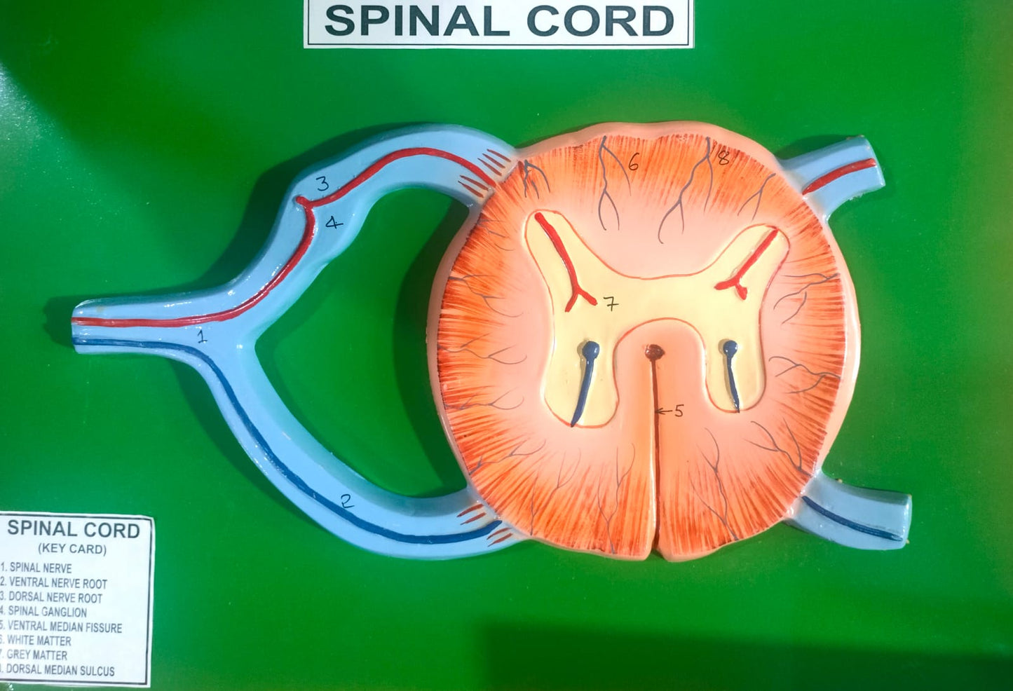 HUMAN SPINAL CORD MODLE