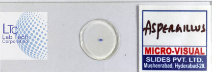 Permanent slides