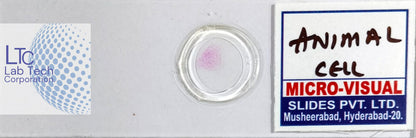 Permanent slides