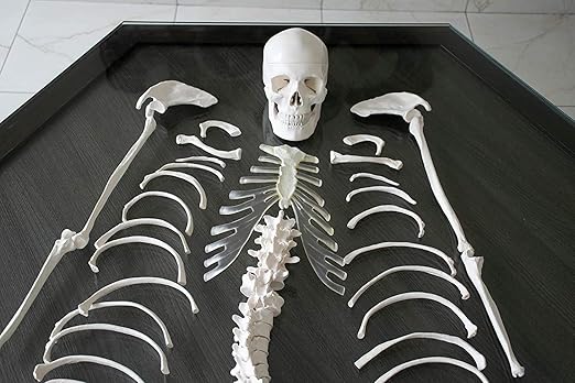 DISARTICULATED BONESET, Bilateral Disarticulated Human Skeleton Model, Bone Set for Medical Students