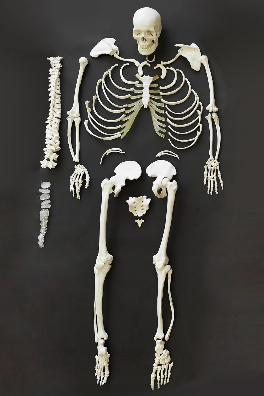 Real Bone Set DISARTICULATED BONESET, Bilateral Disarticulated Human Skeleton Model ...