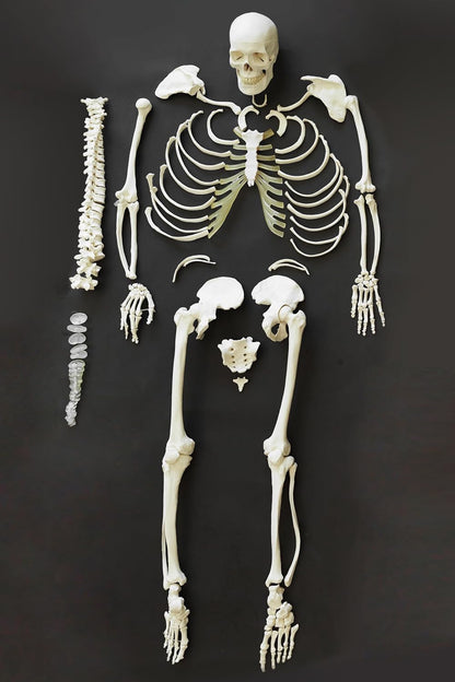 DISARTICULATED BONESET, Bilateral Disarticulated Human Skeleton Model, Bone Set for Medical Students