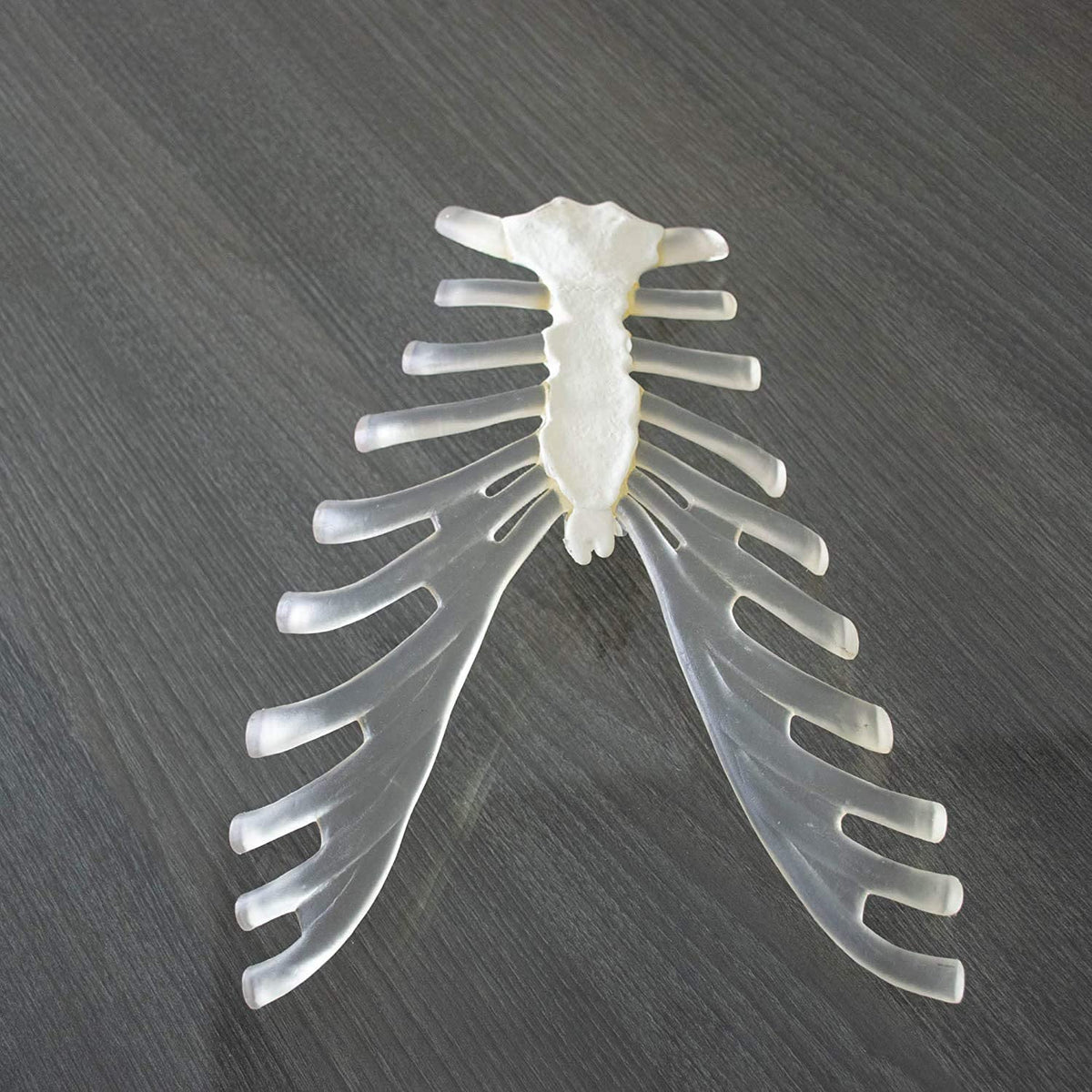 Real Bone Set DISARTICULATED BONESET, Bilateral Disarticulated Human Skeleton Model ...